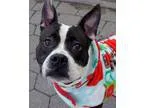 Adopt Lexx a Miniature Schnauzer Miniature Poodle Mixed dog in