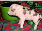 DISCOUNT Miniature Piglets for Sale
