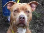 Adopt Vanetta a Pit Bull Terrier