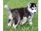 Stunning Husky puppies for adoption