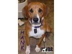 Adopt Hank a TanYellowFawn Boxer  Mixed dog in Woodinville WA (1
