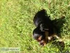Yorkshire Terrier Puppies - Price  Negotiable