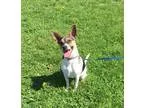 Adopt Tyson a Rat Terrier Jack Russell Terrier
