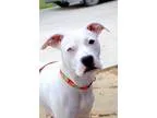 Adopt Marbles a White Pit Bull Terrier  Boxer  Mixed dog in Coll