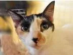 Adopt Chiclet a Calico or Dilute Calico Calico  Mixed (short coa