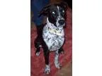 Adopt Luna a Black - with White Labrador Retriever  Pointer  Mix