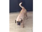 Adopt Wayne a TanYellowFawn - with Black Pug  Beagle  Mixed dog 
