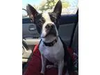 Adopt Bugsy a Black - with White Boston Terrier  Mixed dog in Ir