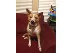 Adopt Giblet a Corgi Cattle Dog