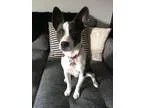 Adopt Ivy a Basenji Corgi