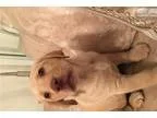 lab (puppies)
