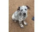 Adopt McGee a White - with Black Blue Heeler  German Shepherd Do