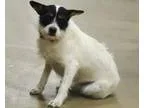 Adopt Bandet a Cairn Terrier