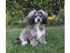Adopt JOHNNY a Cockapoo