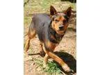 Adopt Willie a Australian Cattle Dog (Blue Heeler)