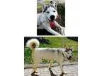 Adopt Rocco a Siberian Husky