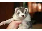 Adopt Violet a Ferret