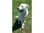 Adopt Cooper (See Video) a White - with Tan Yellow or Fawn Labra