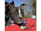 Adopt Lexi a Brindle - with White Pit Bull Terrier  Mixed dog in