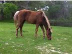Adopt Alpine a Peruvian Paso Paso Fino
