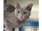 Adopt Cat Middleton a Domestic Shorthair  Mixed cat in Escondido