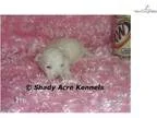 AKC Satin-GA- We offer delivery