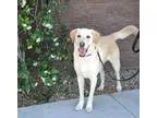 Adopt Tanner a TanYellowFawn Labrador Retriever  Mixed dog in Ch