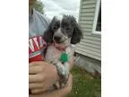 Adopt SAM a GraySilverSalt and Pepper - with White Poodle (Minia