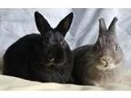 Adopt Olive Oil and Popeye a Netherland Dwarf
