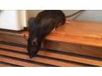 Adopt Pearl a Rat