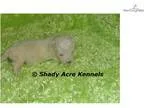 AKC Sterling-GA- We offer delivery