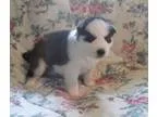 Gorgeous siberian huskys for sale n