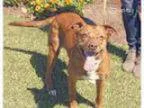 Adopt Sassy a Carolina Dog Boxer