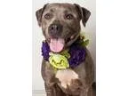 Adopt NELLIE a GrayBlueSilverSal t and Pepper Pit Bull Terrier  