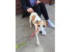 Adopt Milo a Jack Russell Terrier