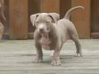 wanted dogpuppy