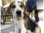 Adopt Stark a Yellow Labrador Retriever Hound