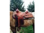 Pards Versatility Reining Saddle 16 &quot
