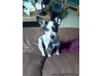 LOST Male Blue Heeler Pup