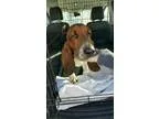 Adopt Rufus a Basset Hound