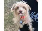 Adopt Mowgli a Wheaten Terrier