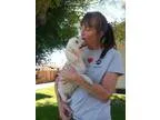 Adopt Gloria a Poodle