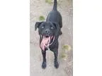 Adopt Abby a Black Labrador Retriever  Mixed dog in Va Beach VA 
