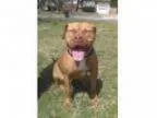 Adopt Apollo a Mastiff Kyi Leo Mixed dog in Va Beach VA (
