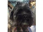 Adopt Scotty a Shih Tzu