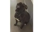 Adopt Dee a Black - with Brown Red Golden Orange or Chestnut Rot