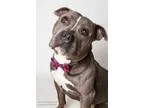Adopt BUSTER a Pit Bull Terrier  Mixed dog in Sacramento CA (153