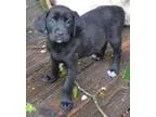 Adopt Berta-pending a Golden Retriever