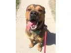 Adopt Oso a BrownChocolate Mastiff  Rottweiler  Mixed dog in Kan