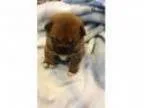 Sale Pending